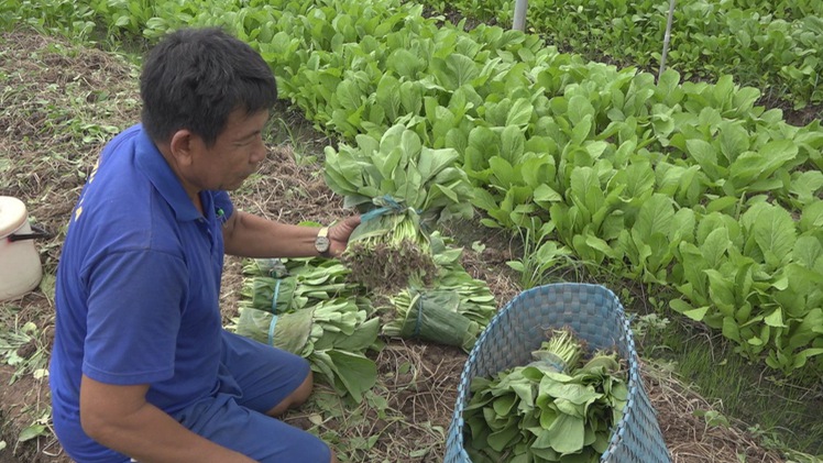 Ứng dụng lá cây, giỏ nhựa vận chuyển rau an toàn