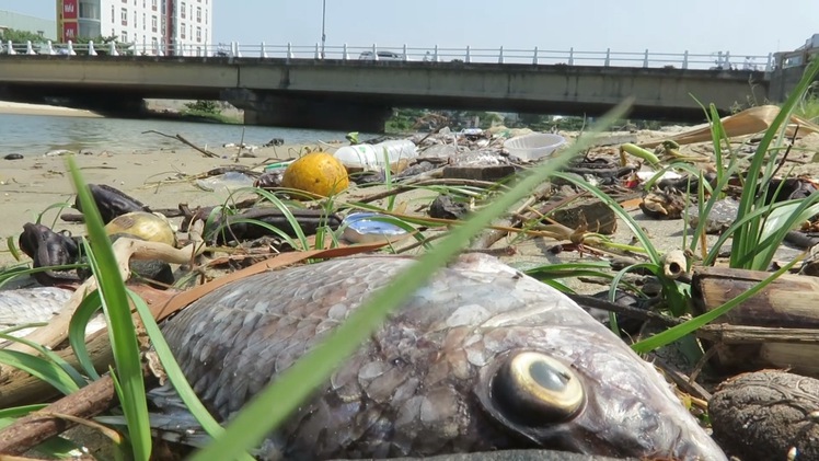 Cá chết trên sông Phú Lộc Đà Nẵng do thiếu ô xy