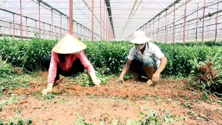 500 ha hoa cúc nhiễm virus sọc thân, nông dân điêu đứng