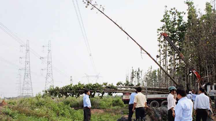 Đường dây 550kv gây phóng điện do khai thác gỗ vi phạm