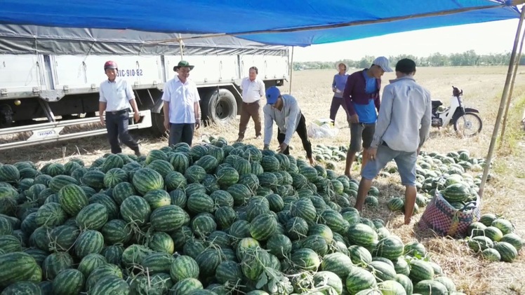 Mỹ Xuyên rộn ràng mùa thu hoạch dưa hấu trong khô hạn