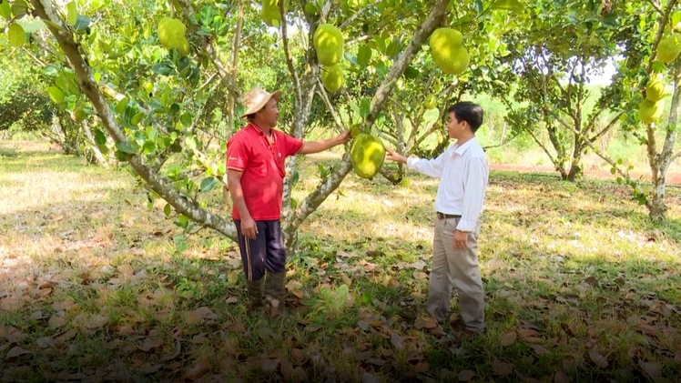 Khuyến cáo người dân không nên đổ xô trồng mít Thái vì lãi “khủng”