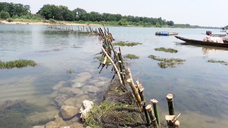 Người dân dựng hàng rào tre ngăn cát tặc trên sông Bồ