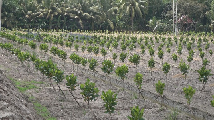Chính quyền lo ngại nông dân ồ ạt trồng mít Thái