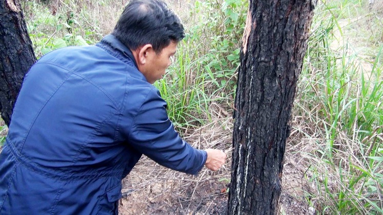 Khởi tố vụ án phá hơn 10ha rừng thông tại Lâm Đồng