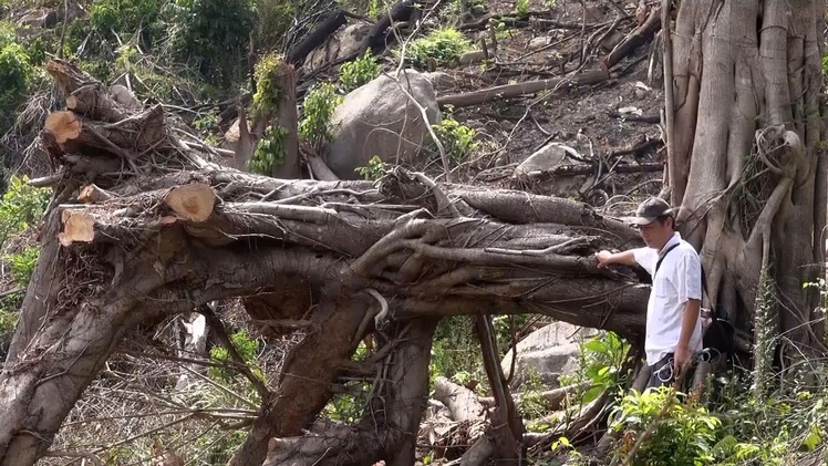 Rừng tan hoang từ dự án “Khôi phục và quản lý rừng bền vững” tại Quảng Ngãi