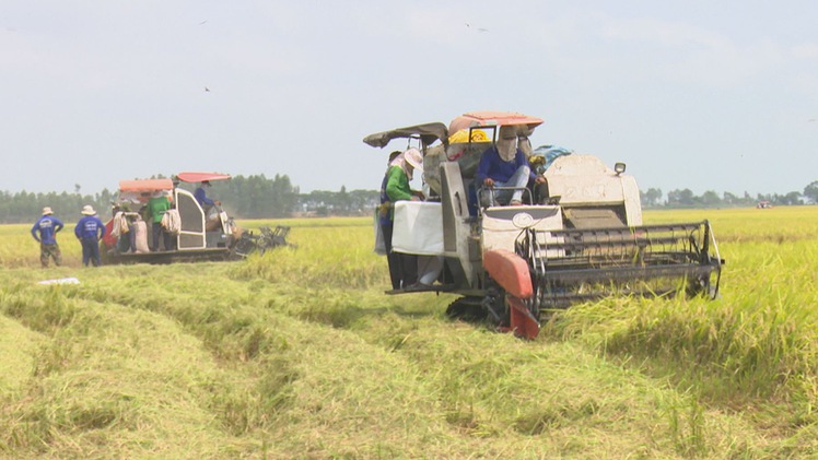 Nông dân chưa mặn mà với sản xuất lúa liên kết