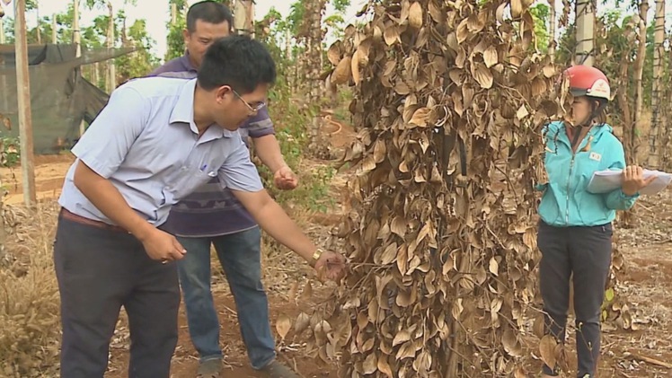 Nhà vườn điêu đứng vì hồ tiêu rớt giá liên tục