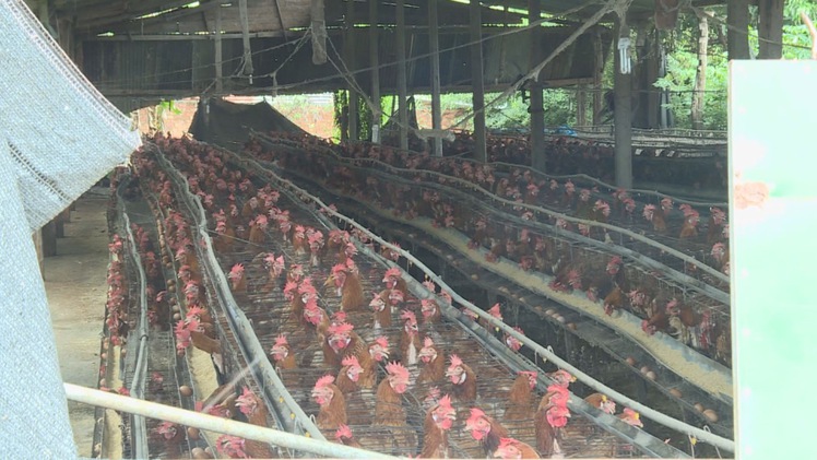 Trại heo, gà gây ô nhiễm bủa vây xã nông thôn mới