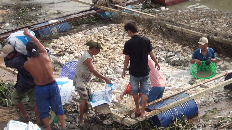 Vụ cá chết tại sông La Ngà: Thông số ô nhiễm hữu cơ vượt chuẩn nhiều lần