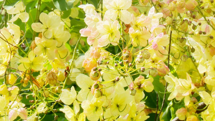 Lạ mắt với loài hoa muồng cầu vồng Hawaii có thể chuyển thành 6 màu theo thời gian