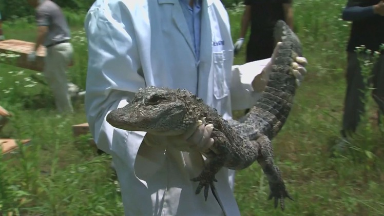 Trung Quốc thả hàng trăm cá sấu về tự nhiên