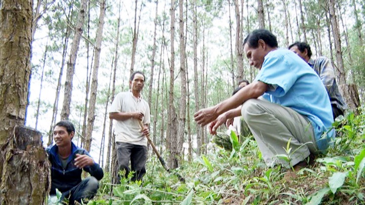 Lâm Đồng thu hồi gần 200 dự án đầu tư liên quan đến rừng