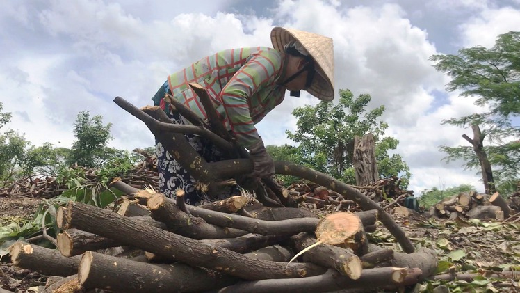 Tiều phu giữa Sài Gòn