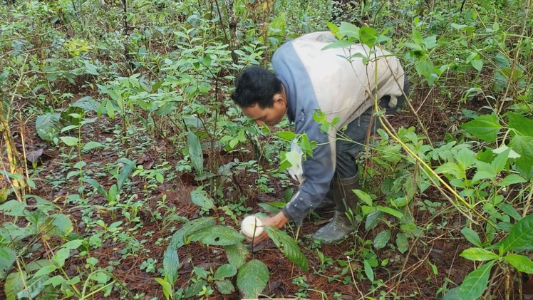 “Săn” nấm rừng đầu mùa mưa