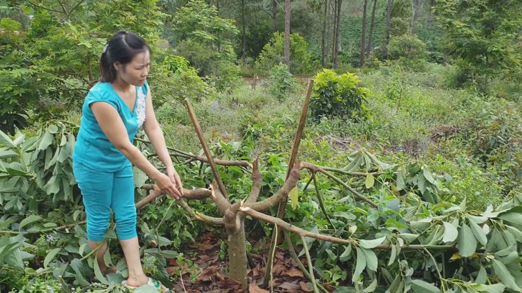 Gần 1 ha bơ của người tố cáo nạn phá rừng nghi bị kẻ xấu chặt hạ