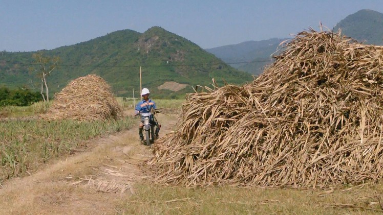 Tận thu lá mía để bán cho nông dân tủ gốc cây hoa màu