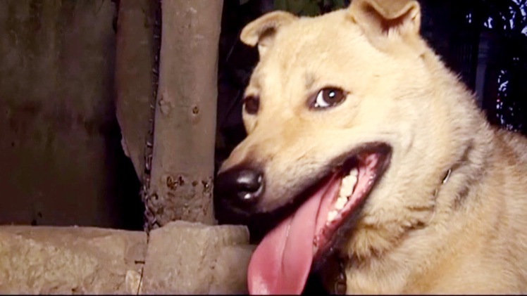 Tin nóng 24h: Hiểm họa từ chó nuôi thả rông
