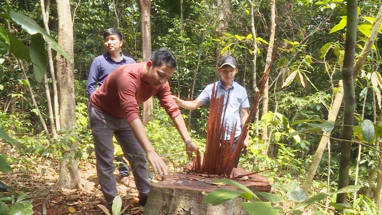 Báo động tình trạng cán bộ bảo vệ rừng… bỏ rừng