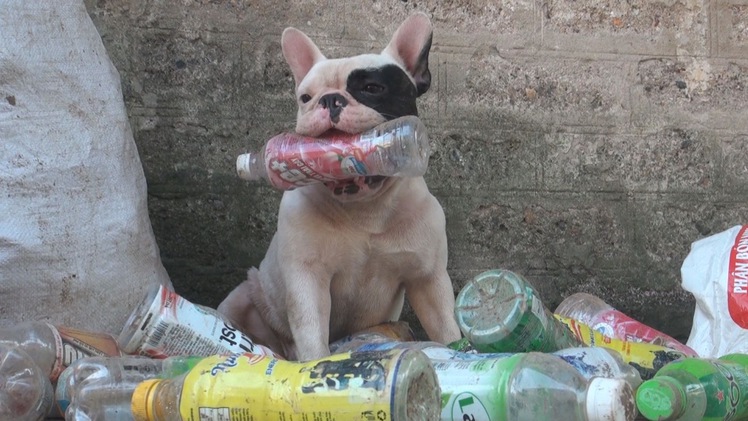 Thích thú với “Vựa ve chai” của chú chó đáng yêu tại Hà Nội