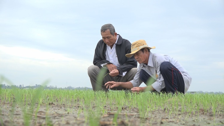 Báo động ngộ độc phèn trên ruộng lúa ở vùng Đồng Tháp Mười