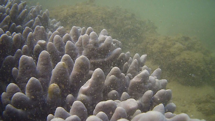 Điều tra nghiên cứu thực trạng hệ sinh thái san hô vùng biển ven bờ Phú Yên