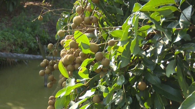 Nhãn ido trúng mùa, nhà vườn phấn khởi