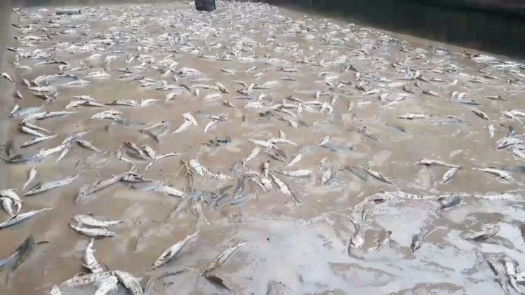 Lũ lớn cuốn trôi 200 tấn cá tầm ở Lâm Đồng