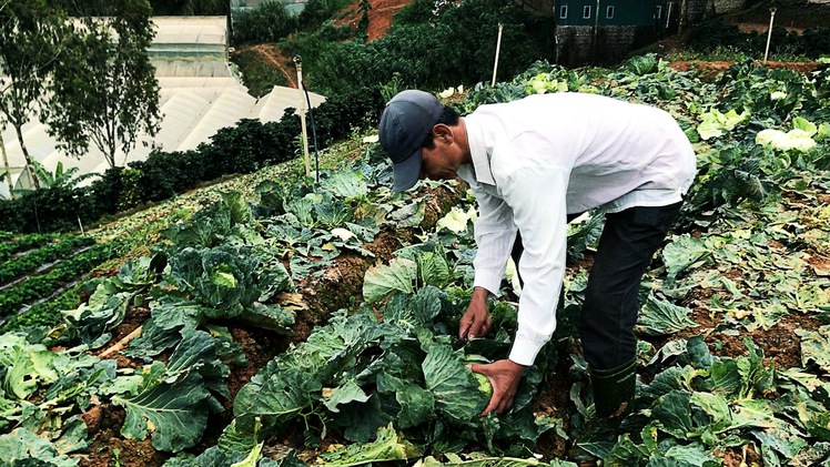 Mưa lũ tàn phá, rau Đà Lạt nhấp nhổm tăng giá