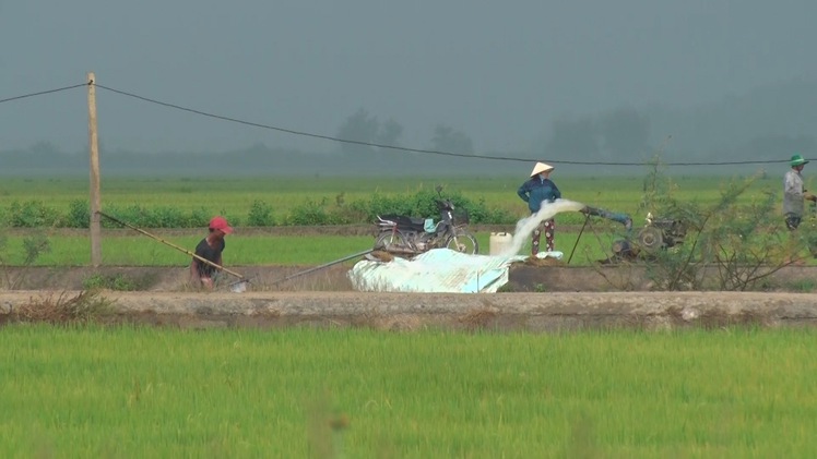 Huy động trên 20 máy bơm nước cứu lúa bị ngập sau sự cố vỡ đê Quảng Điền