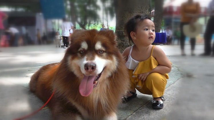 Thích thú với Lễ hội cún cưng Sài Gòn