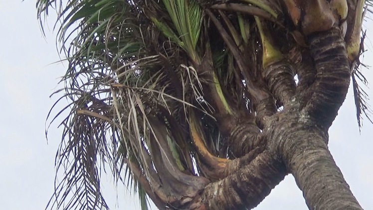 Ngộ nghĩnh cây dừa 12 đọt ở Cà Mau