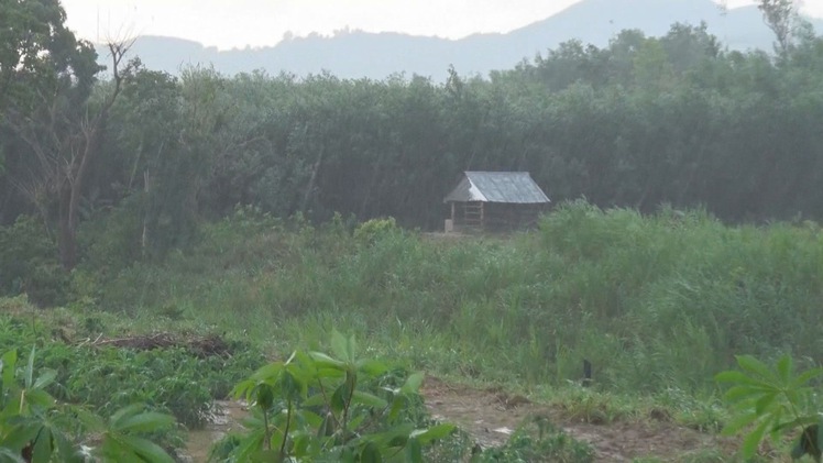 Mưa lớn, giải hạn cho cây trồng tại nhiều địa phương tỉnh Phú Yên