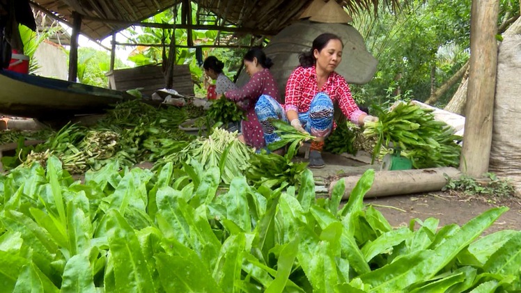 Ngò gai sốt giá, nhà vườn hốt bạc