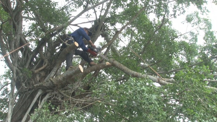 Tiến hành cắt tỉa, thâu tàn cây da trăm tuổi ở Sa Đéc