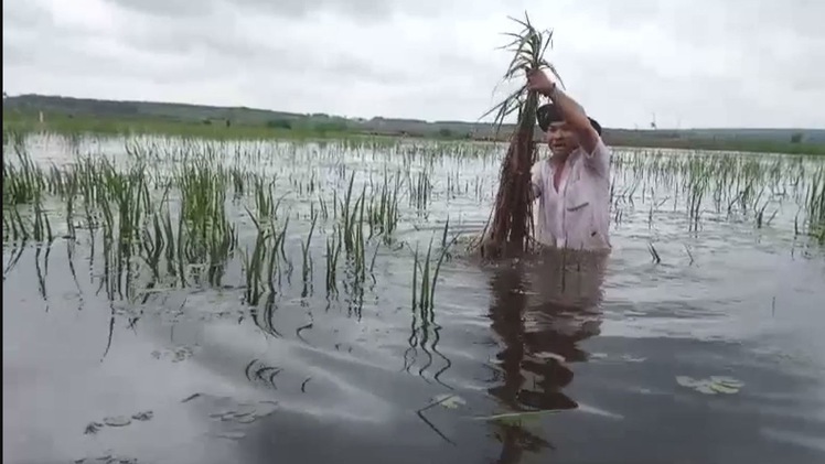 Bình Phước: Mưa lũ gây ngập lụt hơn 20 ha lúa