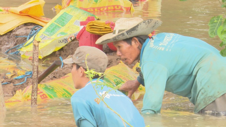 Lũ lên nhanh, dân hì hục be bờ bảo vệ hoa màu