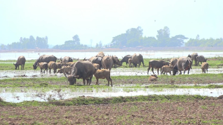 Nét đẹp mùa len trâu