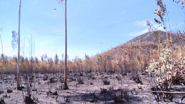 Phú Yên xảy ra 68 vụ cháy, hơn 1.000 ha rừng bị thiệt hại