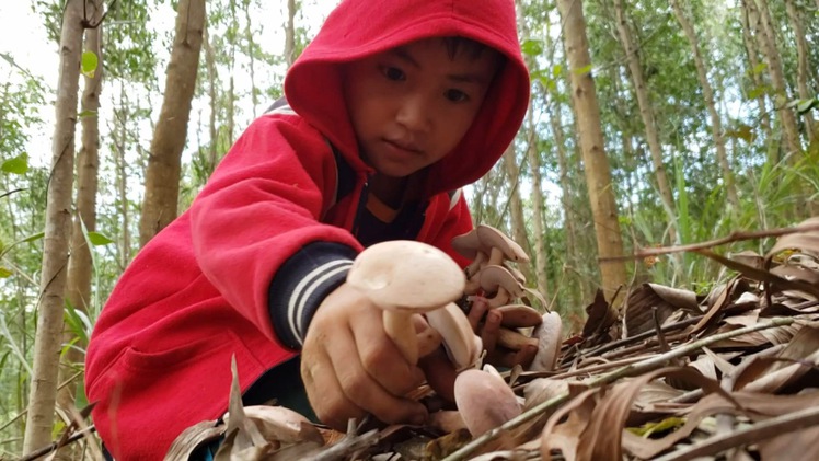 Góc nhìn trưa nay | Vào rừng hái nấm tràm, “lộc trời” ở miền sơn cước