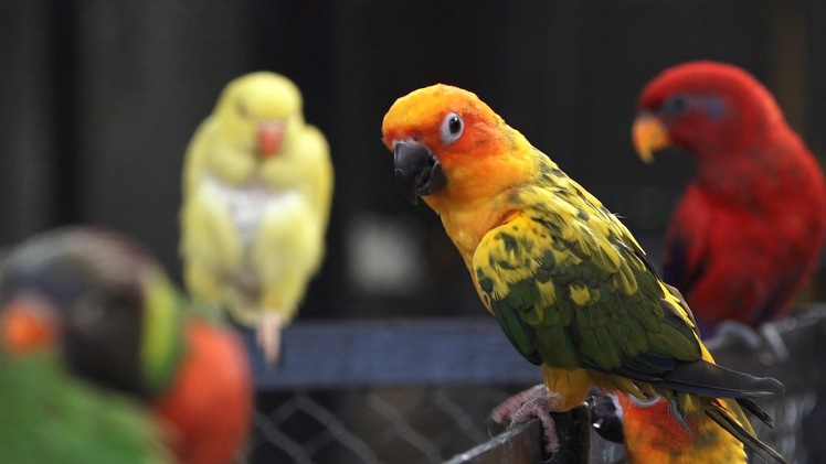 Độc đáo “bộ sưu tập” chim vẹt trị giá hơn nửa tỷ đồng