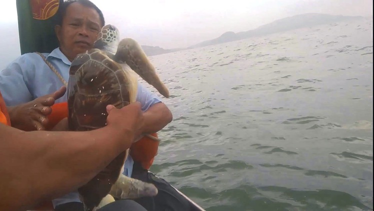 Ngư dân Nghệ An thả rùa quý hiếm nặng 11kg