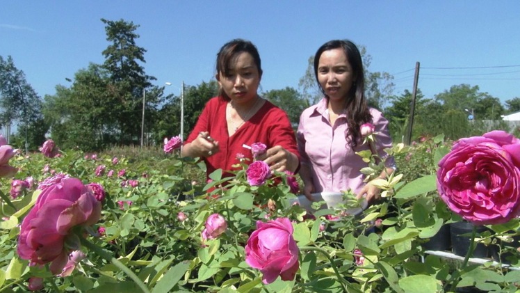 Trồng hoa để đưa vào ẩm thực