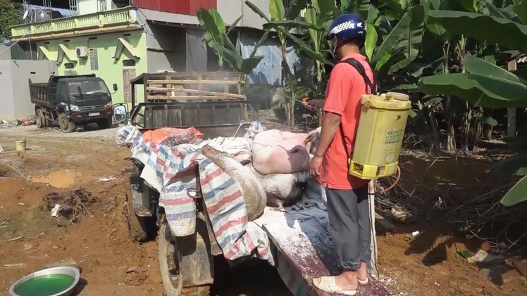 Nhiều địa phương ở tỉnh Thanh Hóa tái phát bệnh dịch tả heo châu Phi