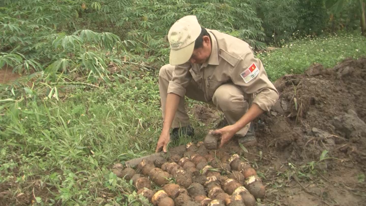 Phát hiện gần 300 quả bom bi và đầu đạn tại khu vực biên giới Việt Lào