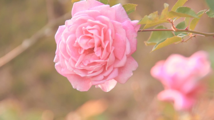 Khu vườn hoa hồng đẹp như cổ tích trên xứ sở ngàn hoa