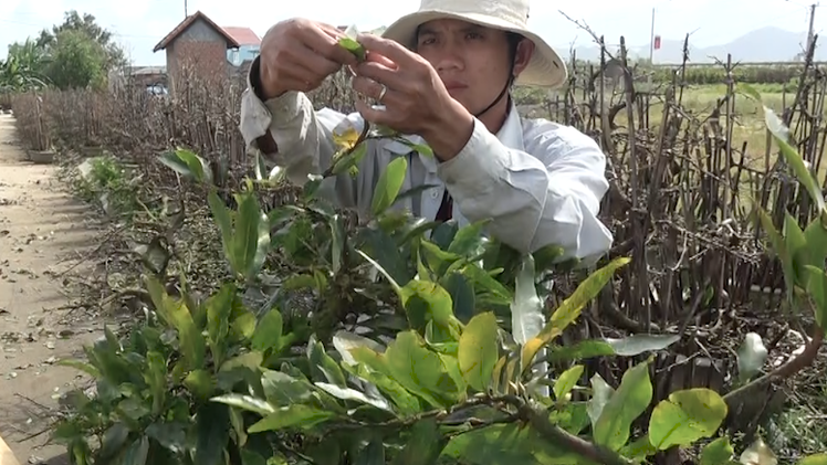 Video: Nghề nhặt lá mai mùa giáp Tết