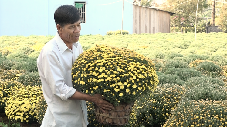 Video: Chợ Lách vào mùa cúc mâm xôi