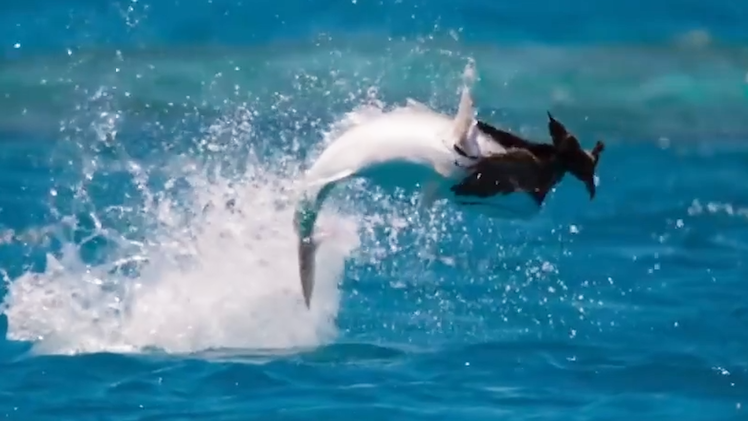 Video: Khoảnh khắc cá phi thân nuốt một con chim đang bay