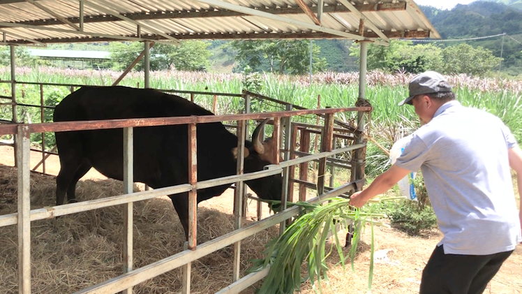 Video: Đàn bò tót lai gầy trơ xương đang được vỗ béo